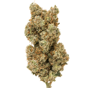 White Widow