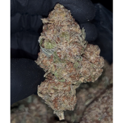 Dante’s Inferno | INDICA | 24-29% THC | $60 an oz | $85 for 2 oz | $140 for 4 oz |  thumbnail 2