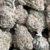 (28G) - Phoenix Haze 🐦‍🔥 Sativa - 2 Oz Left thumbnail 4