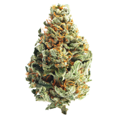 Blackberry Kush 