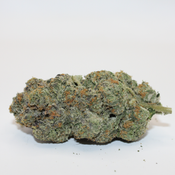 KING TUT AAAAA+💥 (SUPERLOUD) 🔥