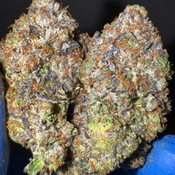 [NEW] LSO Pink Tuna 3.0 AAAA+(5*)