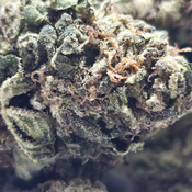 (NEW) Fight Club 🥷 $75/Oz thumbnail 2