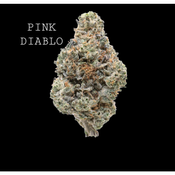 PINK DIABLO thumbnail 1