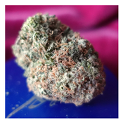 *NEW* Chocolope (7g-$50/14g-$75/28g-$140) (29% THC) thumbnail 3