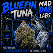 BLUEFIN TUNA🔥🔥🔥🔥🔥