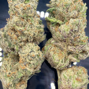 *NEW* Master Splinter