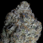 (NEW) LSO 11 Week Pink AAAA+ (5*)