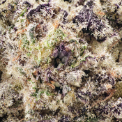 ( AAAA ) Beach Wedding ( LSO ) 28% THC |  $192/Oz thumbnail 2