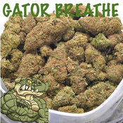 GATORS BREATHE AAAA+ - 2 FOR $130 thumbnail 1