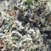 (NEW) Wedding Crasher 🤵👰💥 thumbnail 4