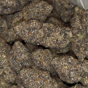 Freshwater Biscotti 💦 | INDICA | 32-36% THC | $130 an oz | $190 for 2 ozs |  thumbnail 2