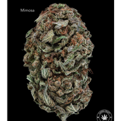 AA - MIMOSA - $30-OZ