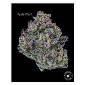 AA+ - HASH PLANT