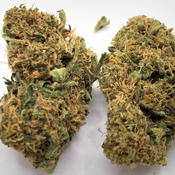 *NEW* Melon Gum // 2oz for $100 - 3oz for $130