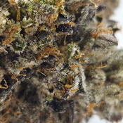 (NEW) Deadman Walking 💀🥀 ($200/Oz) 🔥  thumbnail 4