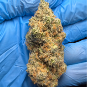 HOLLYWOOD HONEY bred by CourtsideGenetics