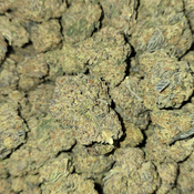 DANTES INFERNO ***SALE***85OZ 2FOR160 4FOR3000 thumbnail 3