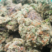 Hindu Kush 💯🔥💣⛽️ 2 oz for 200 or 4 for 310