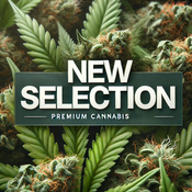California Buds