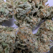 Cactus Breath thumbnail 3