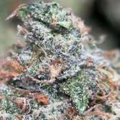 (28G) - Astro Blackhole Indica - ON SALE ⚡⛽ 2OZ  $200 thumbnail 2