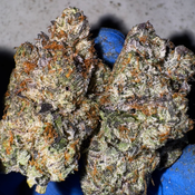 [NEW] LSO Pink Tuna AAAA+ (5*)