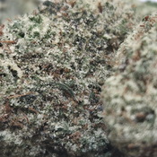(BACK BY POPULAR DEMAND!) LIT Farm's White Runtz ($100/OZ 🔥 On Sale LIMITED Time) thumbnail 4