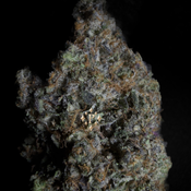 [NEW] LSO Pink Tuna 2.0 AAAA+(5*)