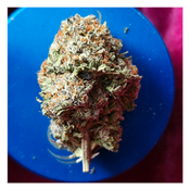 *NEW* Gorilla Frost (7g-$50/14g-$80/28g-$150) (31% THC) thumbnail 2