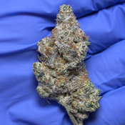 ANIMAL COOKIES (Girl Scout Cookies x Fire OG) 