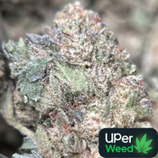 (28G) - First Class Gas🥇⛽Indica | Qp Bulk Deal for $200 thumbnail 2