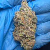 BLOCKBERRY (Black cherry punch x Tropicana cookies) bred by BlockheadBuds