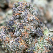 (28G) - Apple & Banana 🍎🍌Hybrid - 2Oz Bulk Deal for $240 thumbnail 4