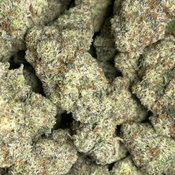 Durban Biscotti [AAA] thumbnail 2