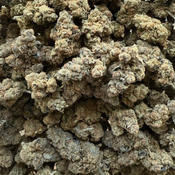 GASTROPOP ***SUPER SALE*** 60OZ 2FOR110 4FOR200 8FOR380 1LB700 thumbnail 2