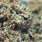 (NEW) Puddin Pop 🍮  thumbnail 4