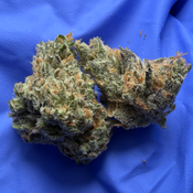 CANDY PEACHES SMALLS (Gelato 41 bx x Maroccan Peaches) bred by Zecret Flavourz