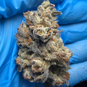 GRAPE CREAM CAKE (grape pie x wedding crasher x ice cream cake #5) bred by bloom seed co