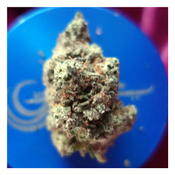 *NEW* Blueberry Kush (7g-$50/14g-$70/28g-$130) (27% THC) thumbnail 3