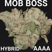 # NEW  5⭐ MOB BOSS  (VERY RARE HYBRID) AAAA ($70 OUNCE SALE) REG $200