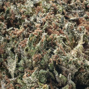 ( AAAA ) Death Bubba  29% THC | $169/Oz | $240/2 Oz thumbnail 2