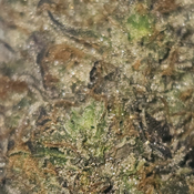 ☆SUPER EXCLUSIVE LOUDPACK☆ MEGA GLUE PURE INDICA 36% GROWN BY BLACK LABEL 5STAR GAS  thumbnail 2