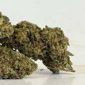 Blueberry Pancakes | Budget Buds | $70 an ounce | $100 for 2 ounces | $175 for 4 ounces | thumbnail 4