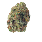 BC (AAA) ORANGE CRUSH thumbnail 4