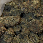 Banana Pancakes 🥞 | HYBRID | 21-26% THC | $60 for 2 Ozs | $90 for 4 ozs | $170 a half Pound |  thumbnail 2