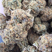 Gary Payton Indica Dominant 