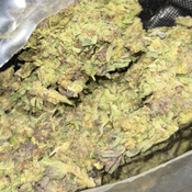 Budget friendly | Purple Urkle AAA 2 oz 109.99 | locally growing   thumbnail 2