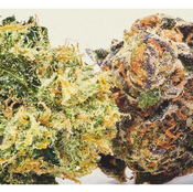 *AAA/AAAA+ MIXED NUG SUPRISE BAGS 90$OZ