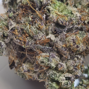 (NEW) Puddin Pop 🍮  thumbnail 2